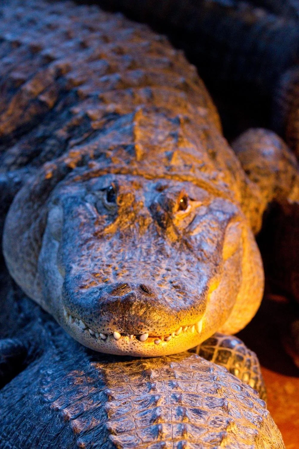 Arkansas Alligator Farm & Petting Zoo