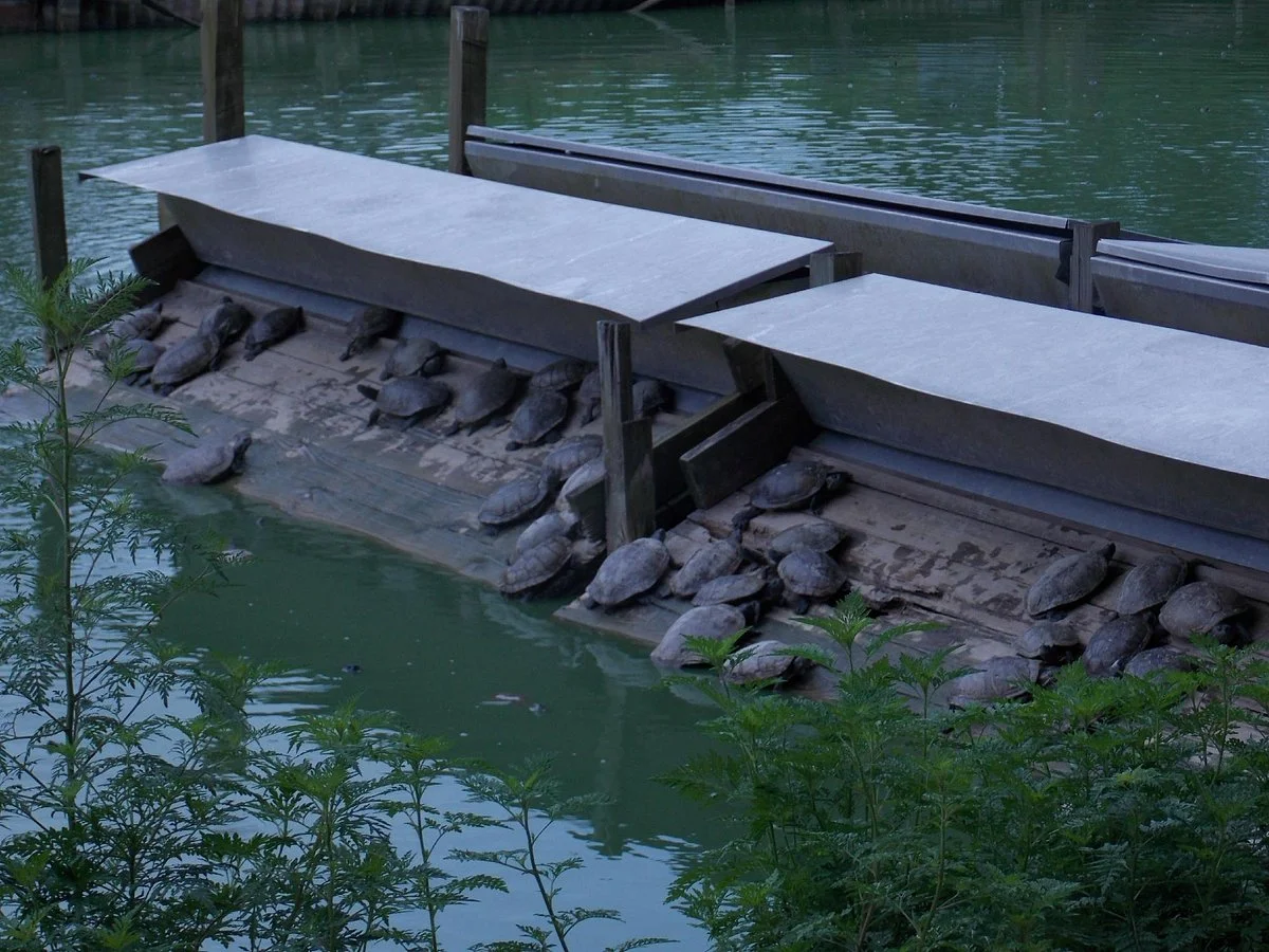 Kliebert & Sons Gator Tours