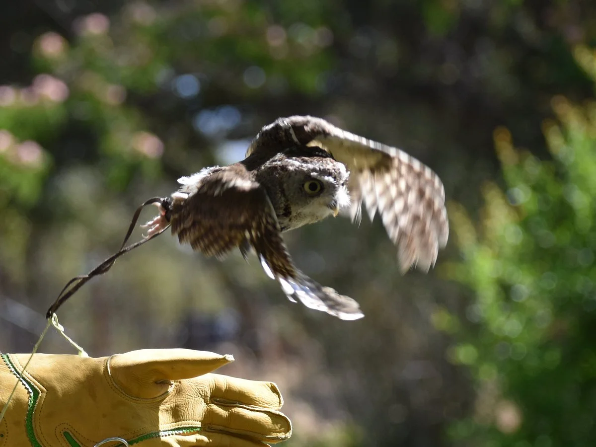 West Coast Falconry