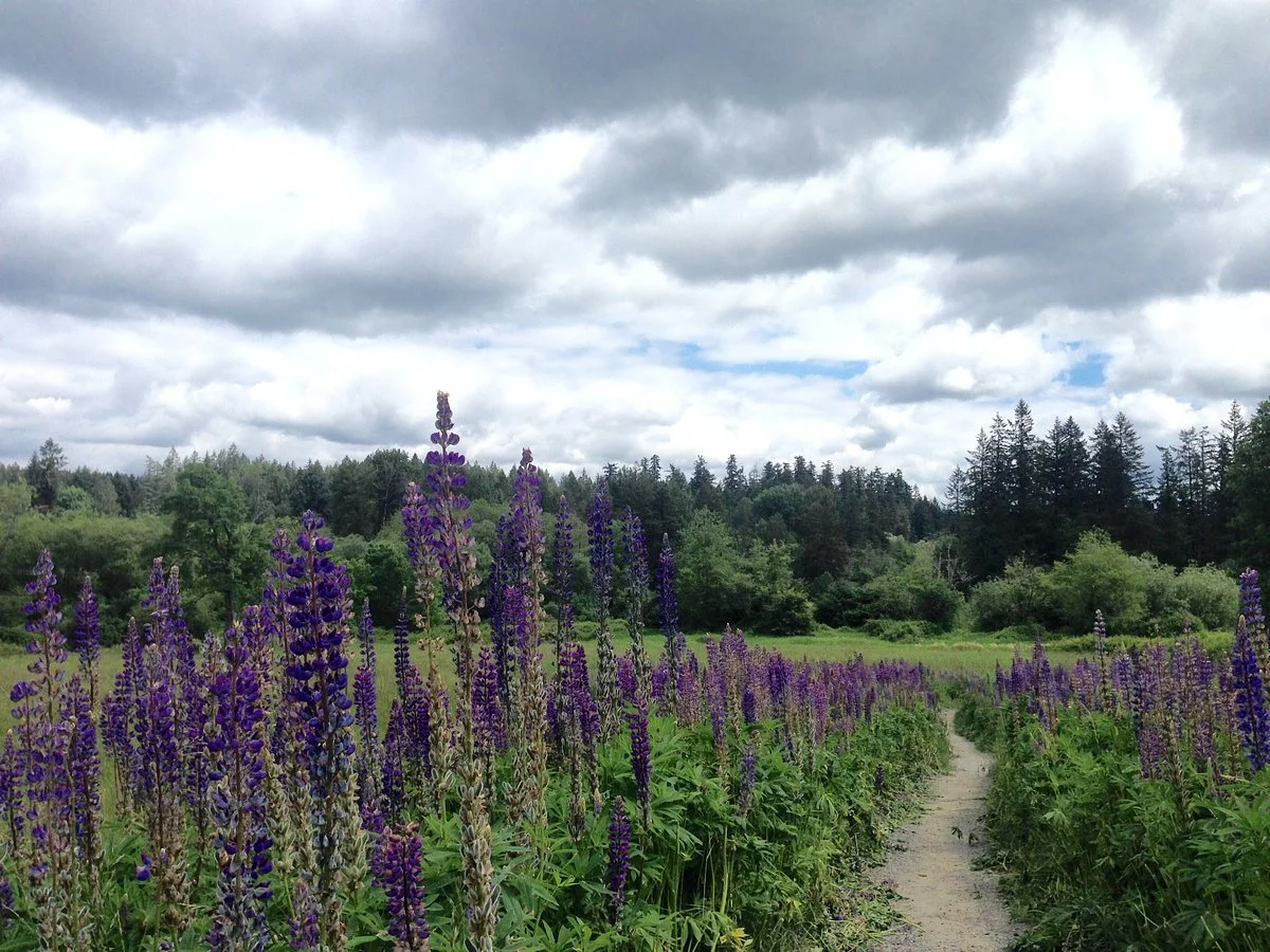 Evans Creek Preserve