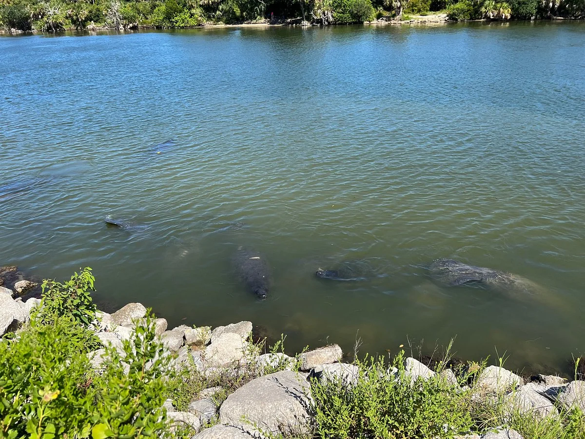 Manatee Observation Deck