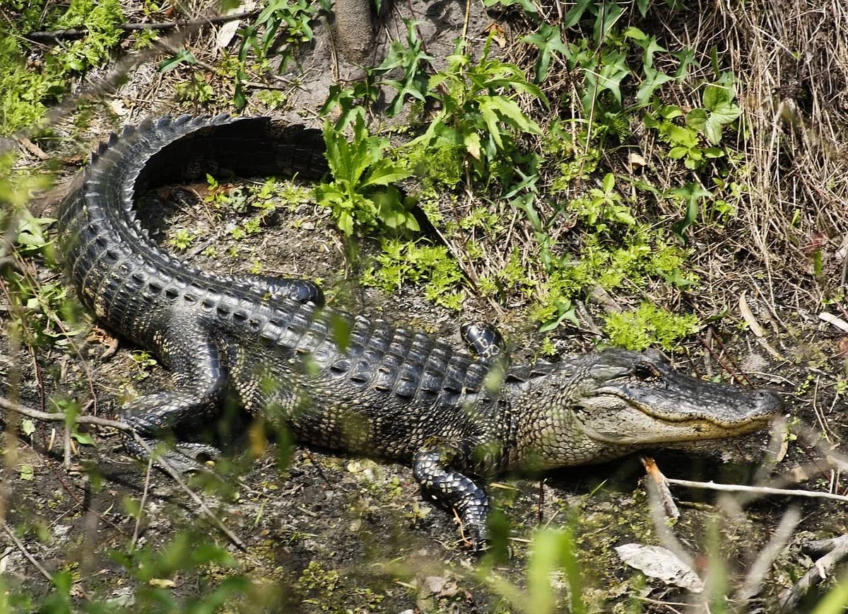 Paleo Hammock Preserve