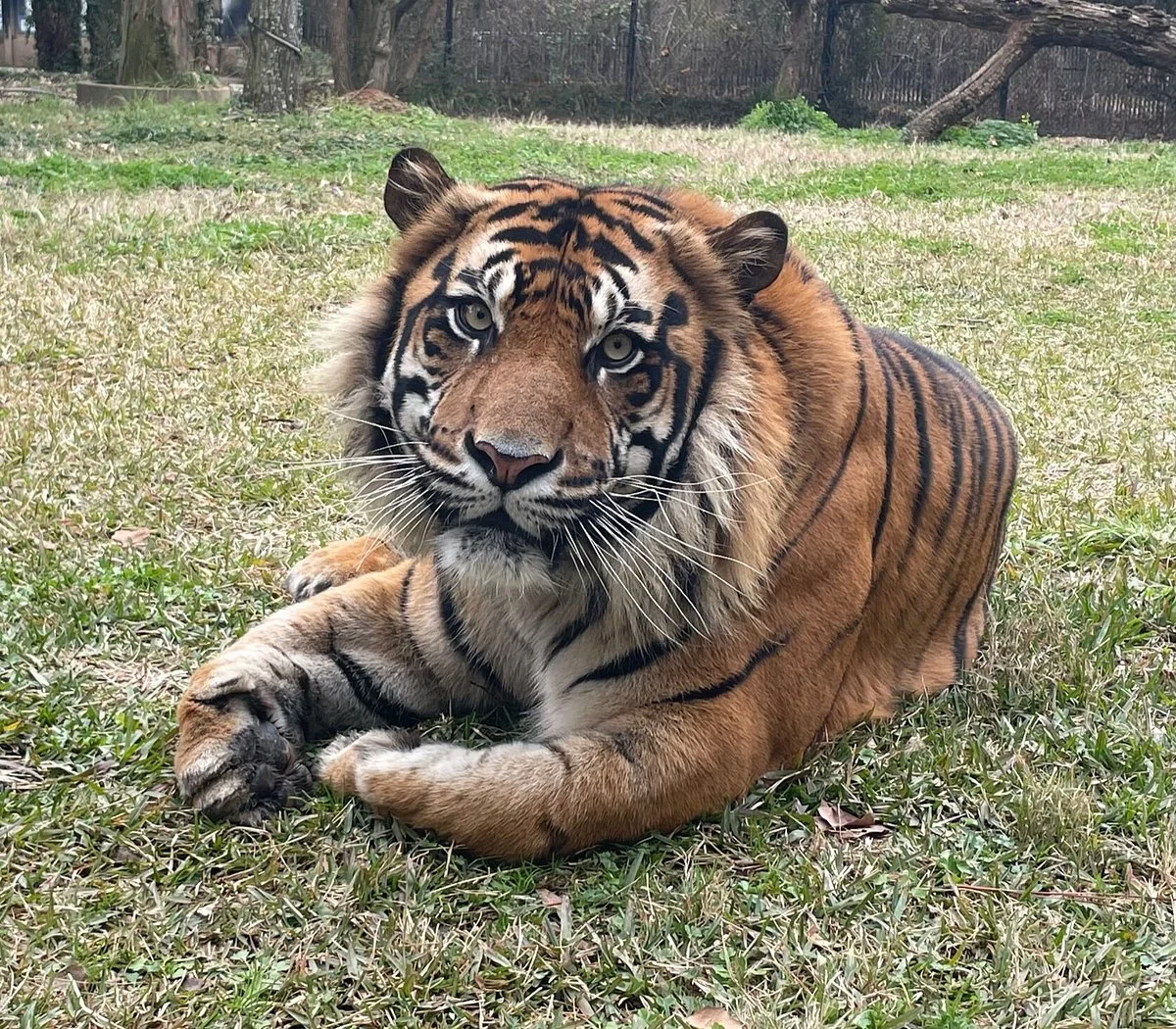 The Jackson Zoo