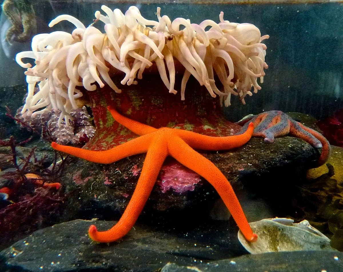 Kodiak Laboratory Aquarium & Touch Tank