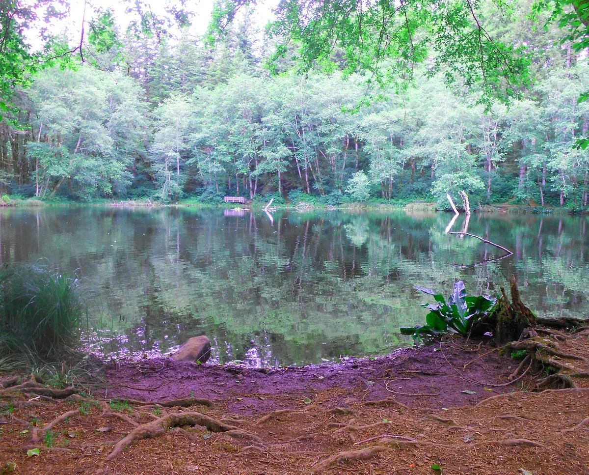Mount Hebo Trail