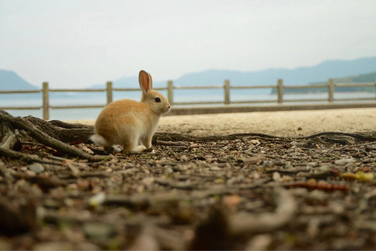 Okunoshima Island