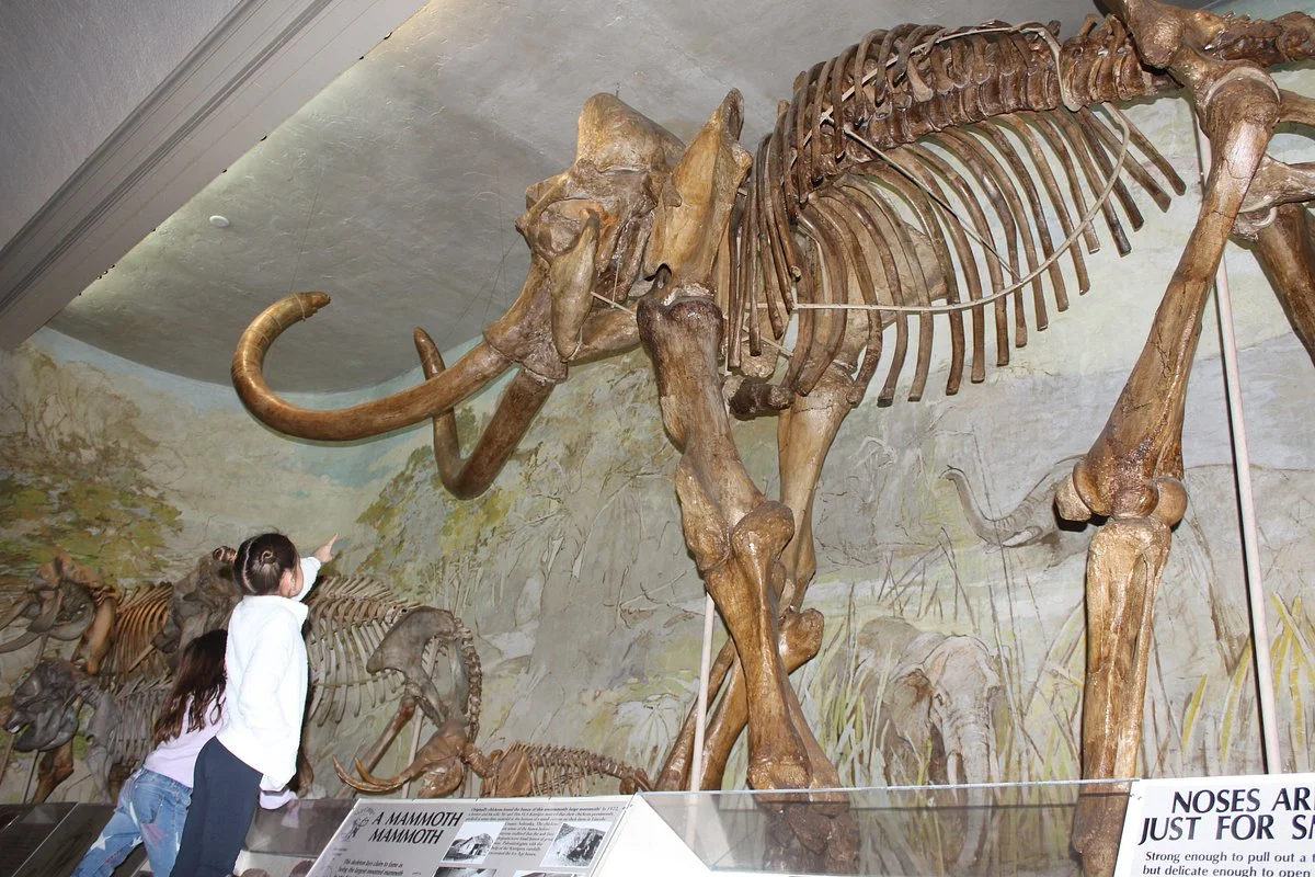University of Nebraska State Museum