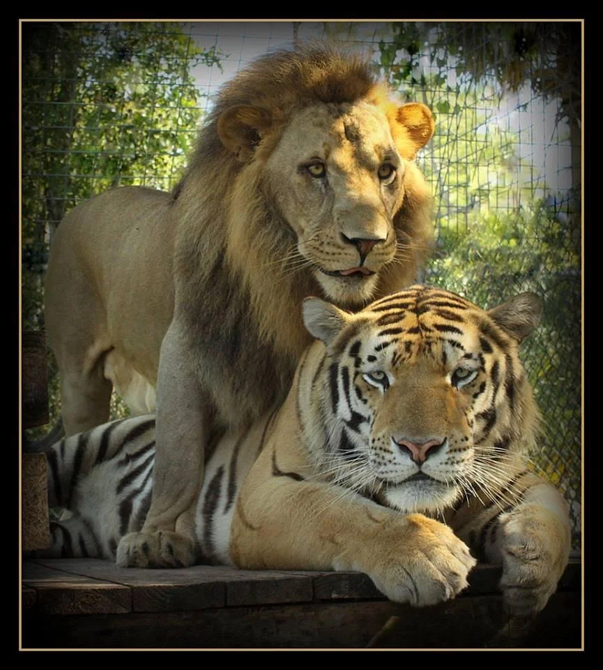 Kowiachobee Animal Preserve