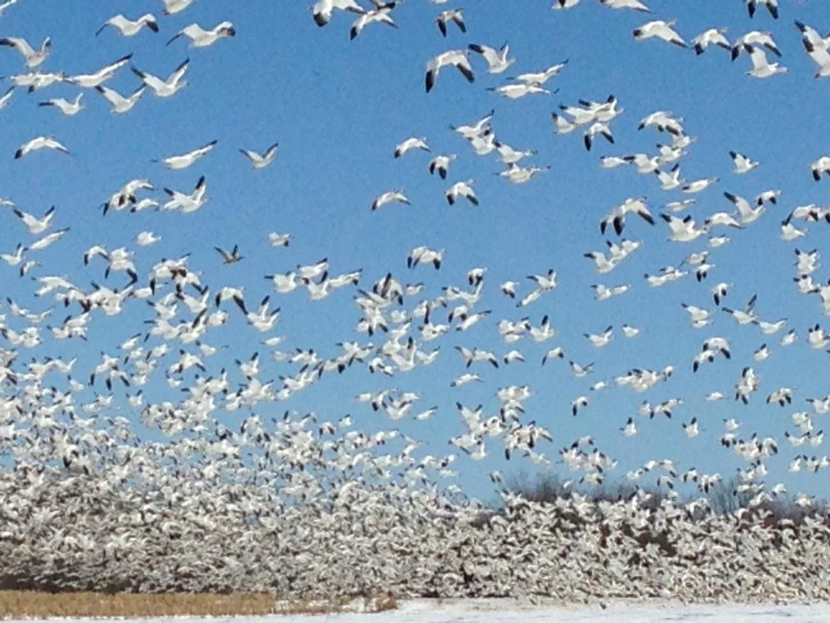 Middle Creek Wildlife Management Area