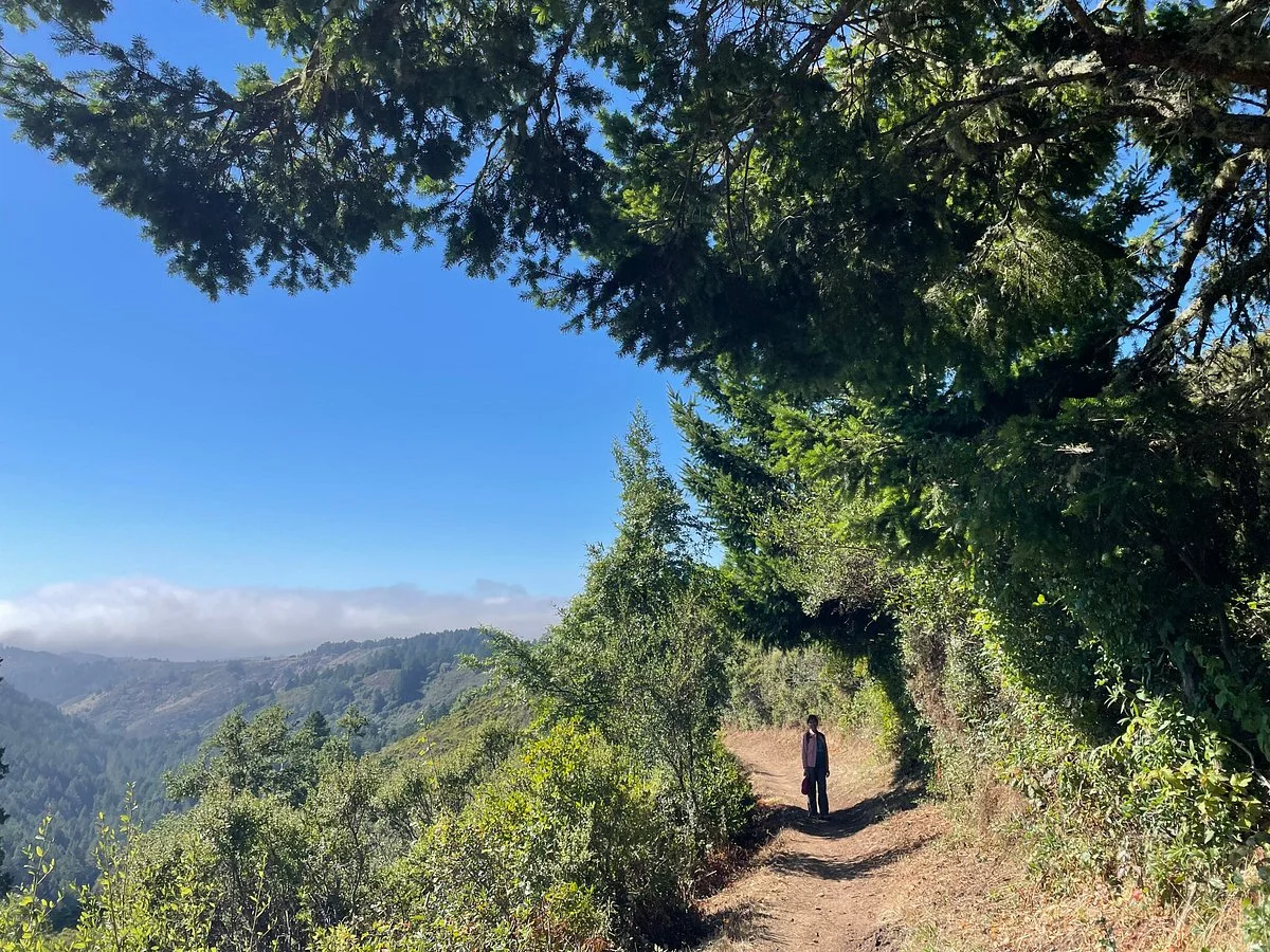 Purisima Creek Redwoods