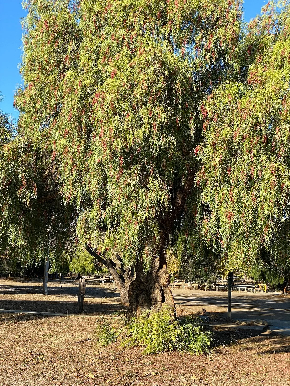 San Luis Obispo botanical garden