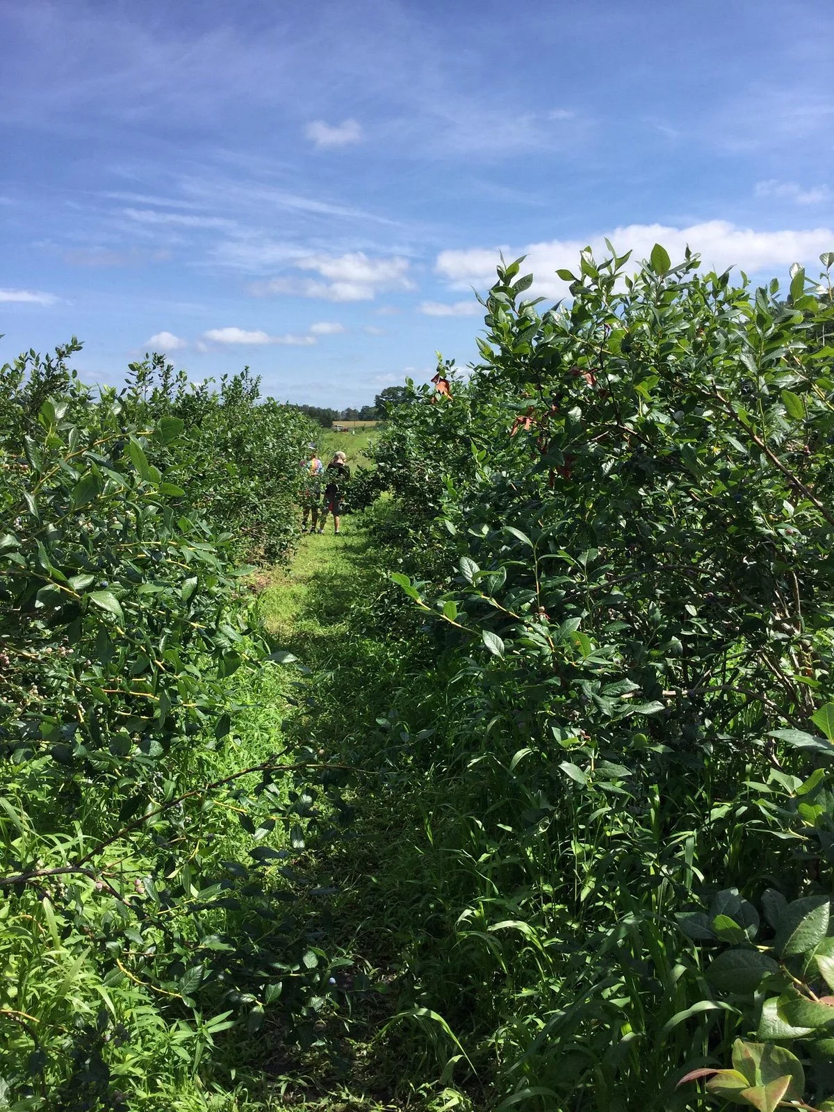 Emery's Berry Farm