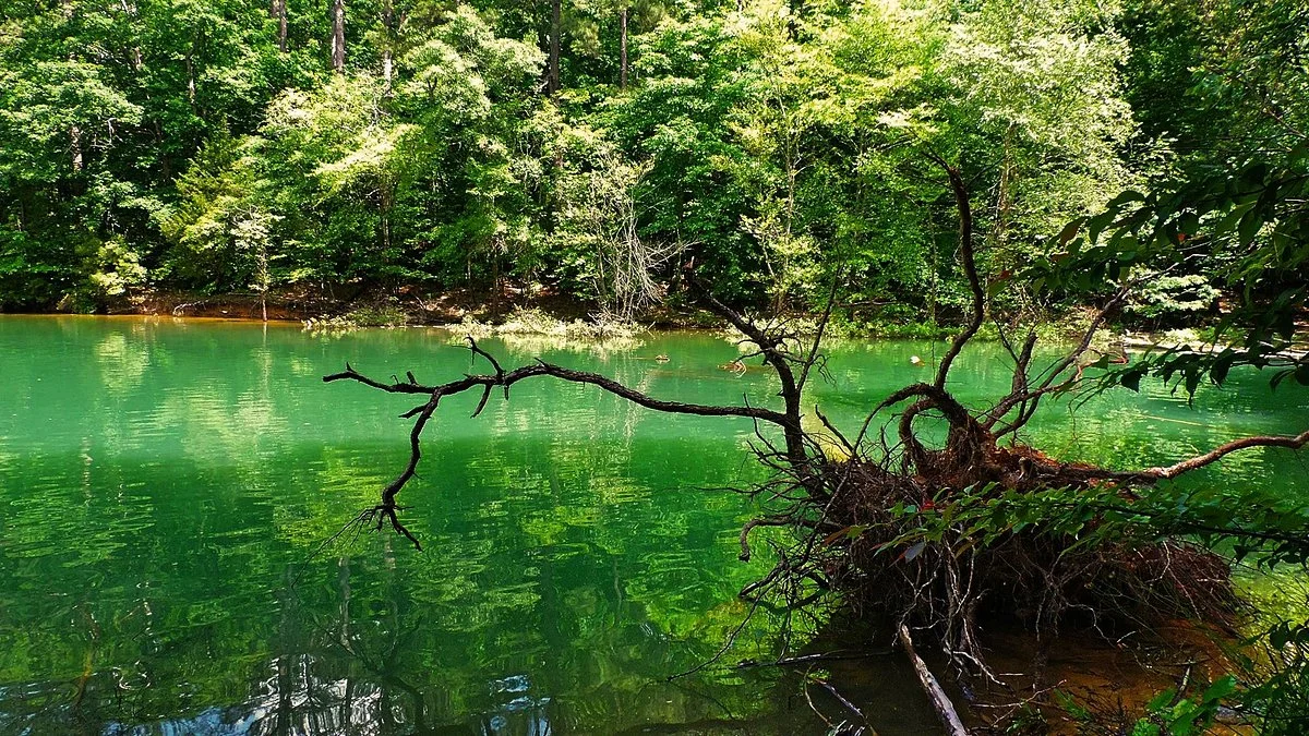 William Bankhead National Forest
