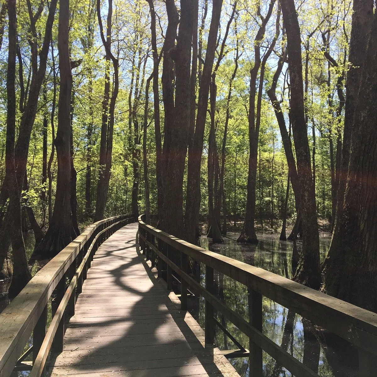 Natchez Trace Multi-Use Trail