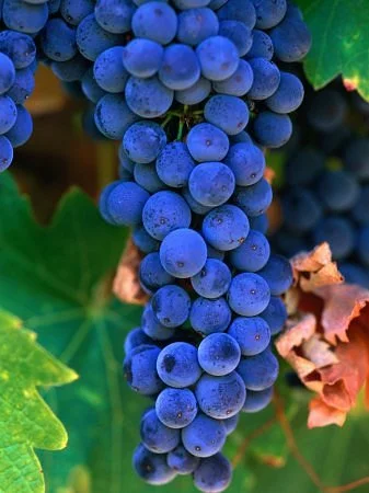 Enrico Winery