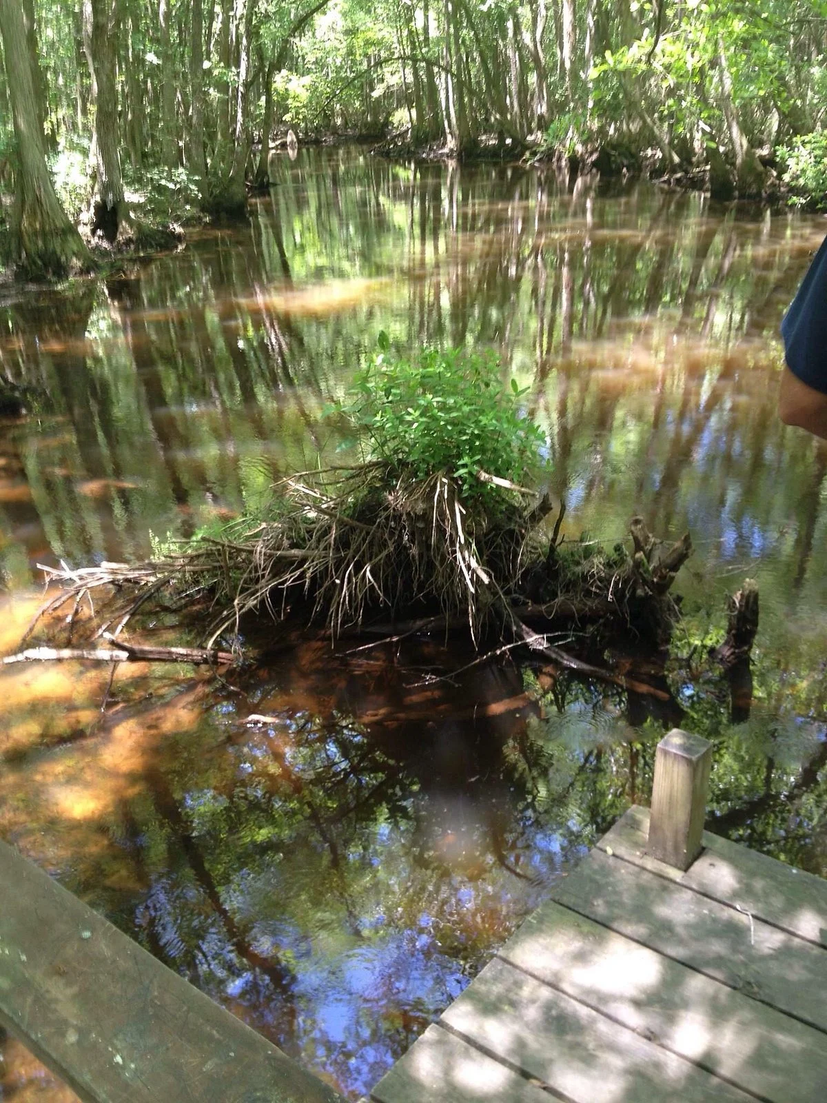 Kalmia Gardens