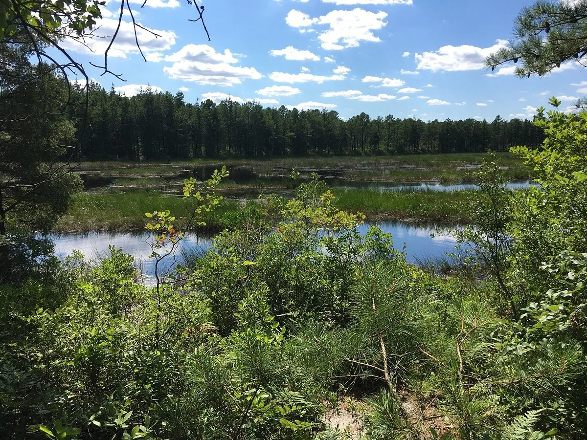 Wharton State Forest