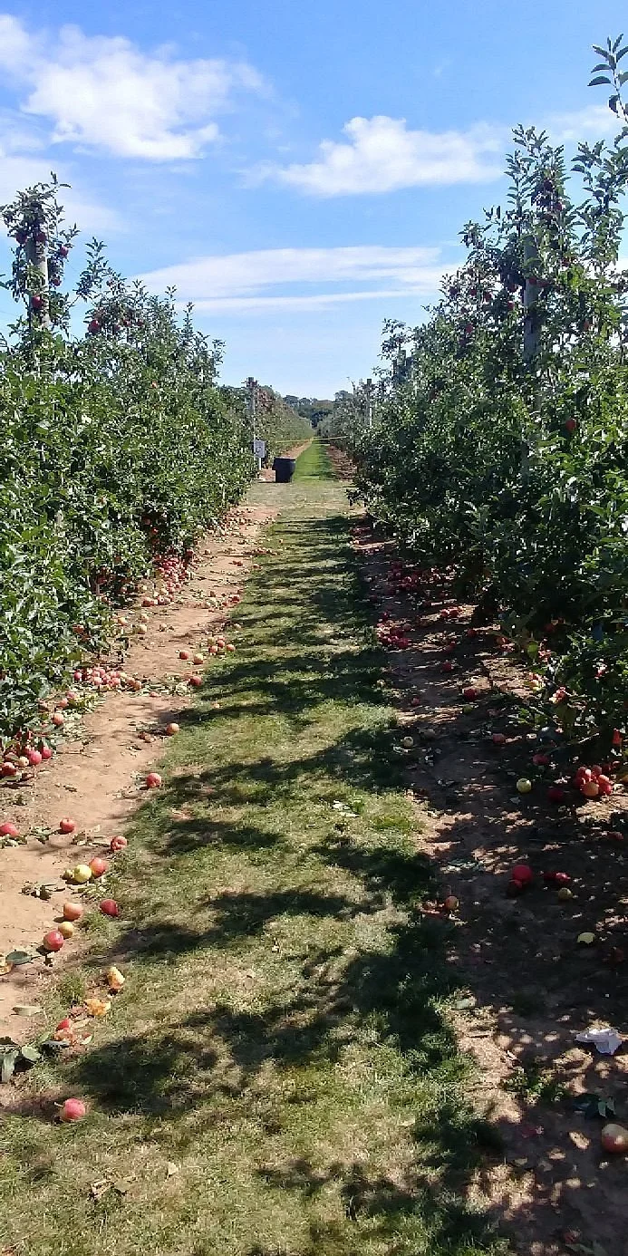 Harbes Orchard
