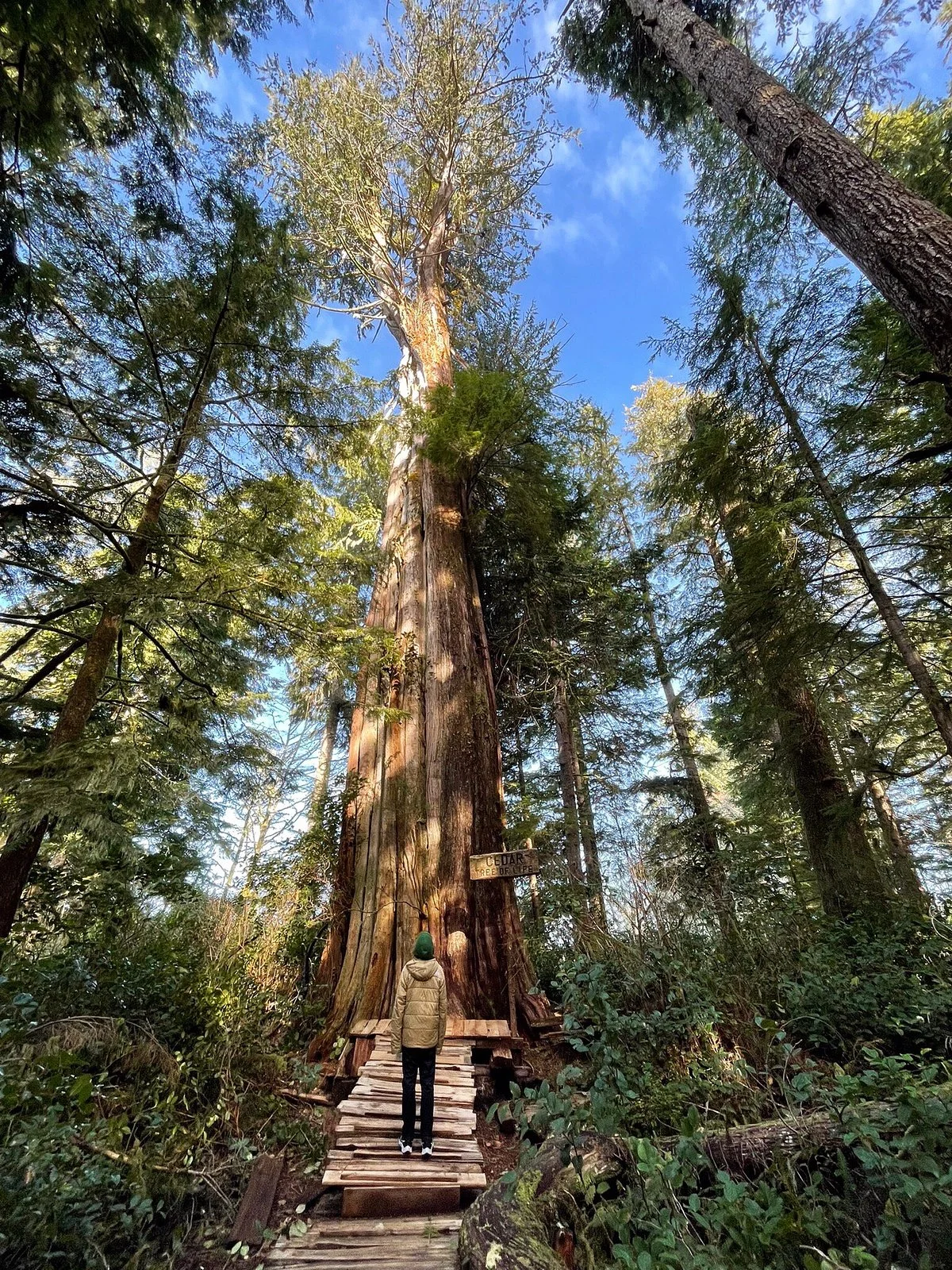 Meares Island