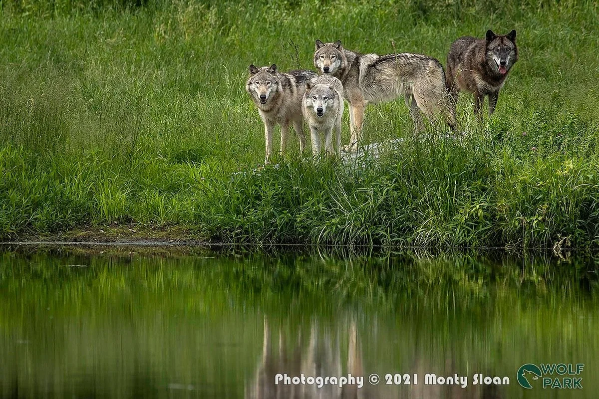 Wolf Park