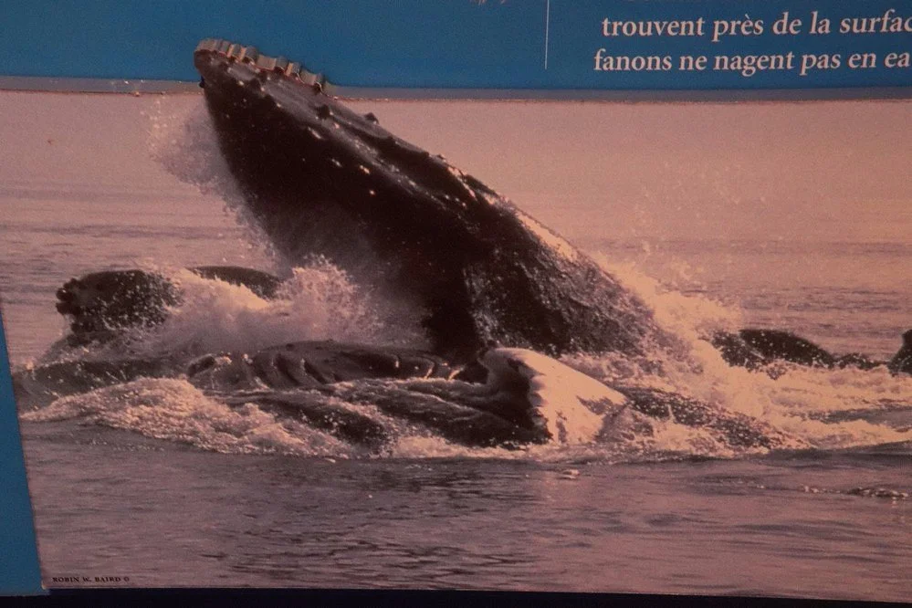 Whale Interpretive Centre