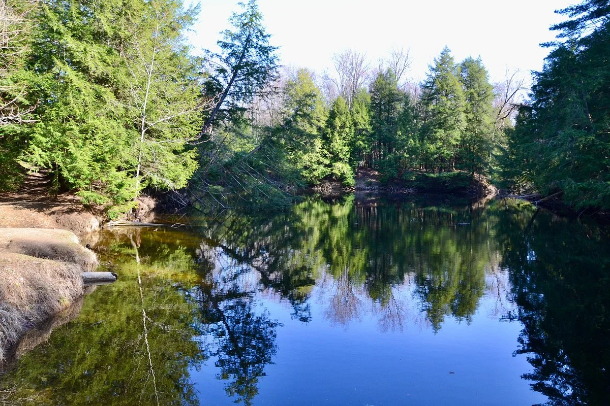 Copeland Forest