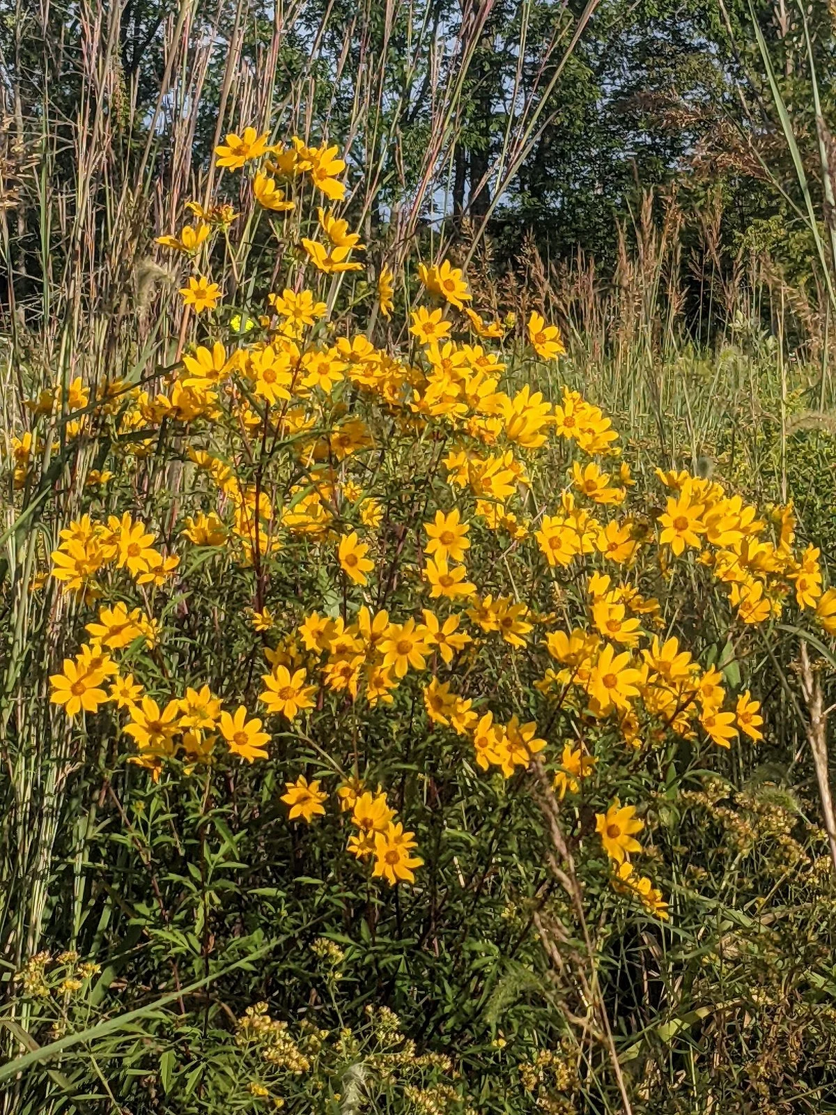 Hickory Creek Preserve