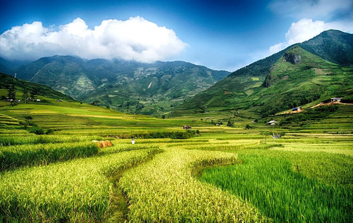 Mu Cang Chai