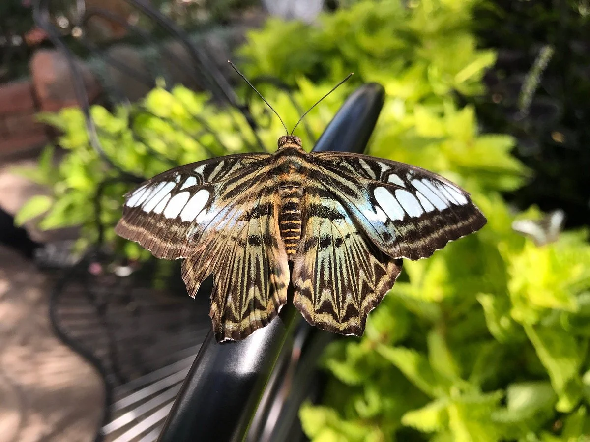 GT Butterfly House and Bug Zoo
