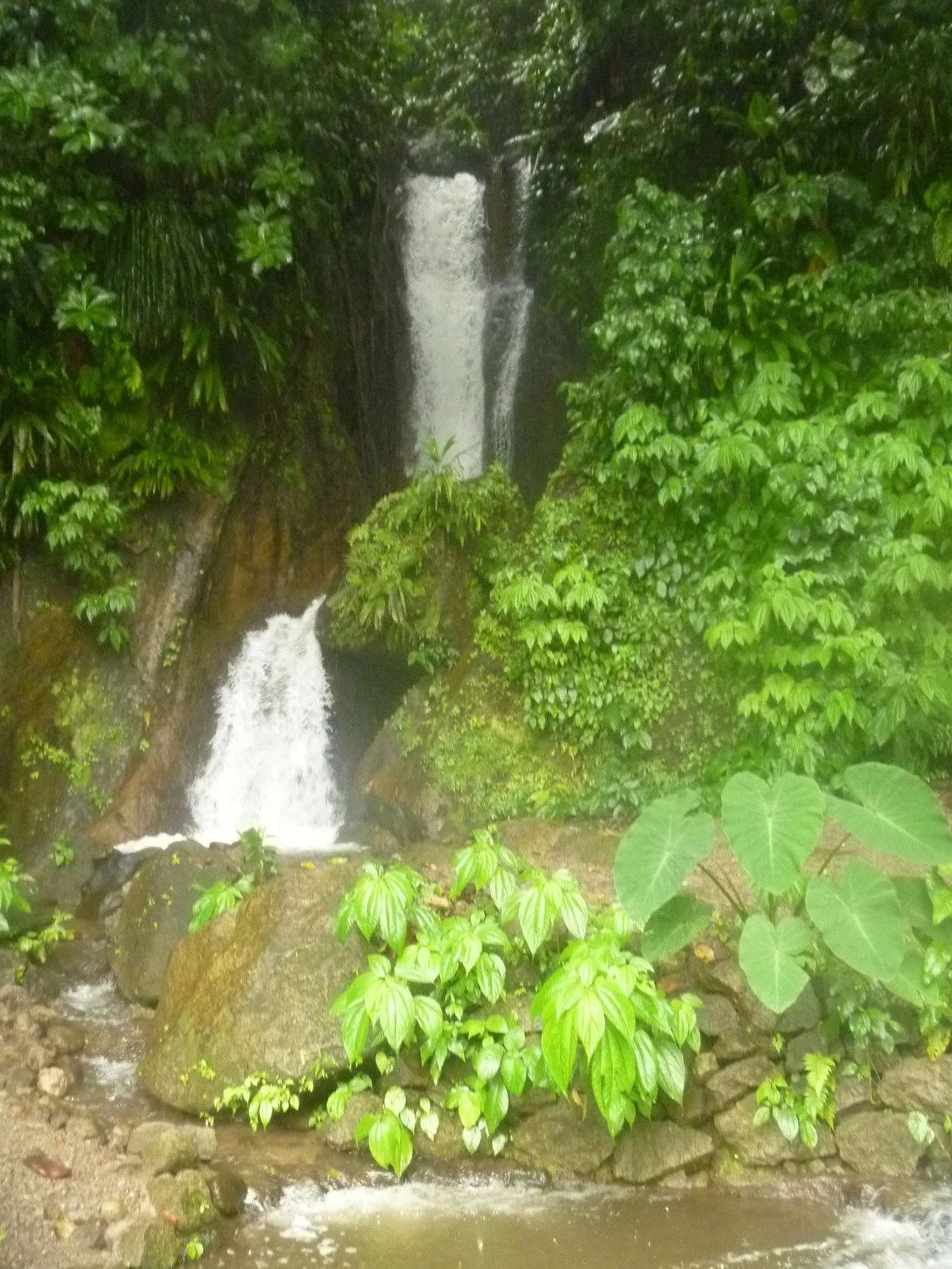 Papillote Tropical Gardens