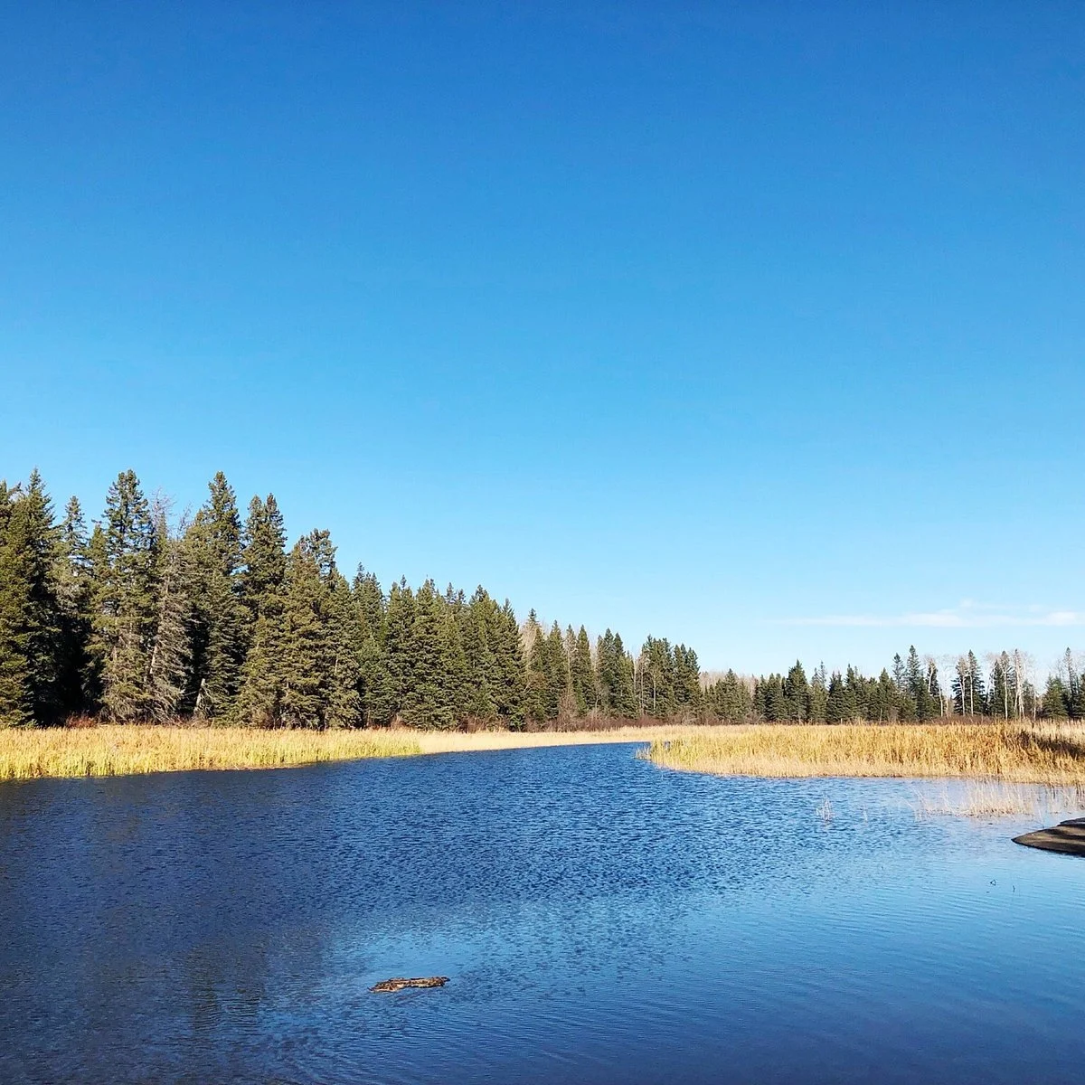 Pine Point Trail