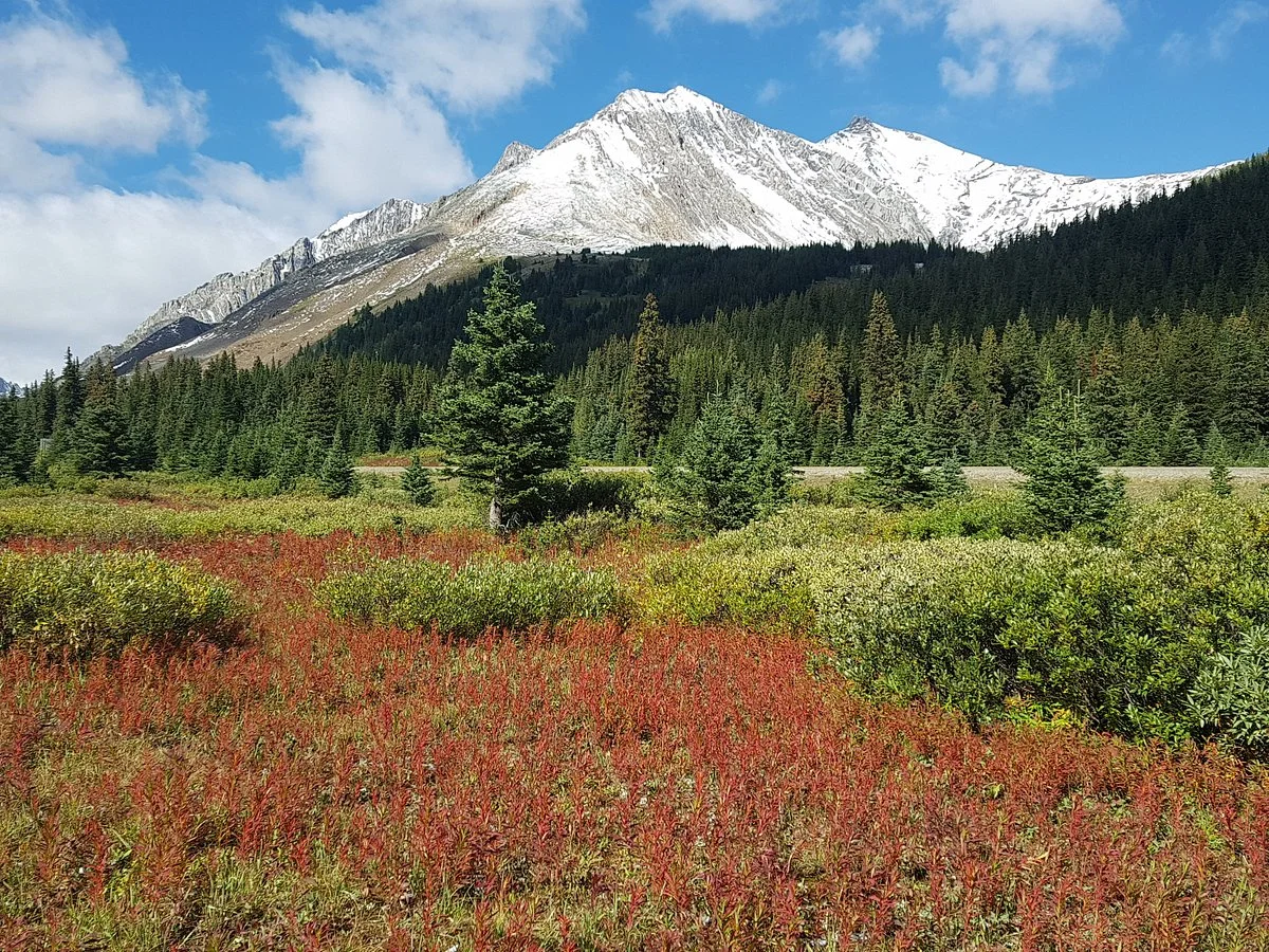 Highwood Meadows Trail