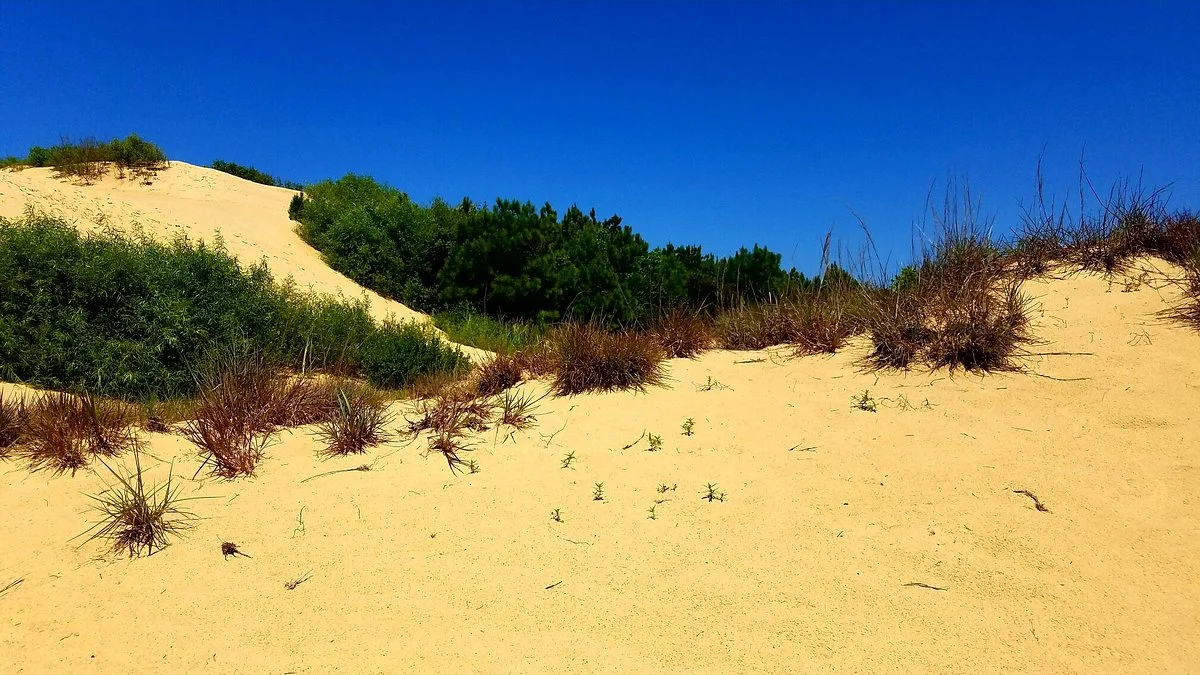Tracks in the Sand