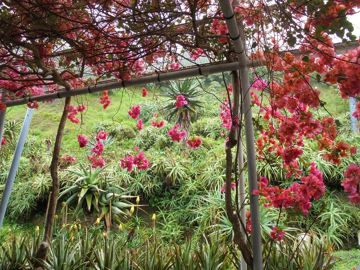 Minamiizu Aloe Center