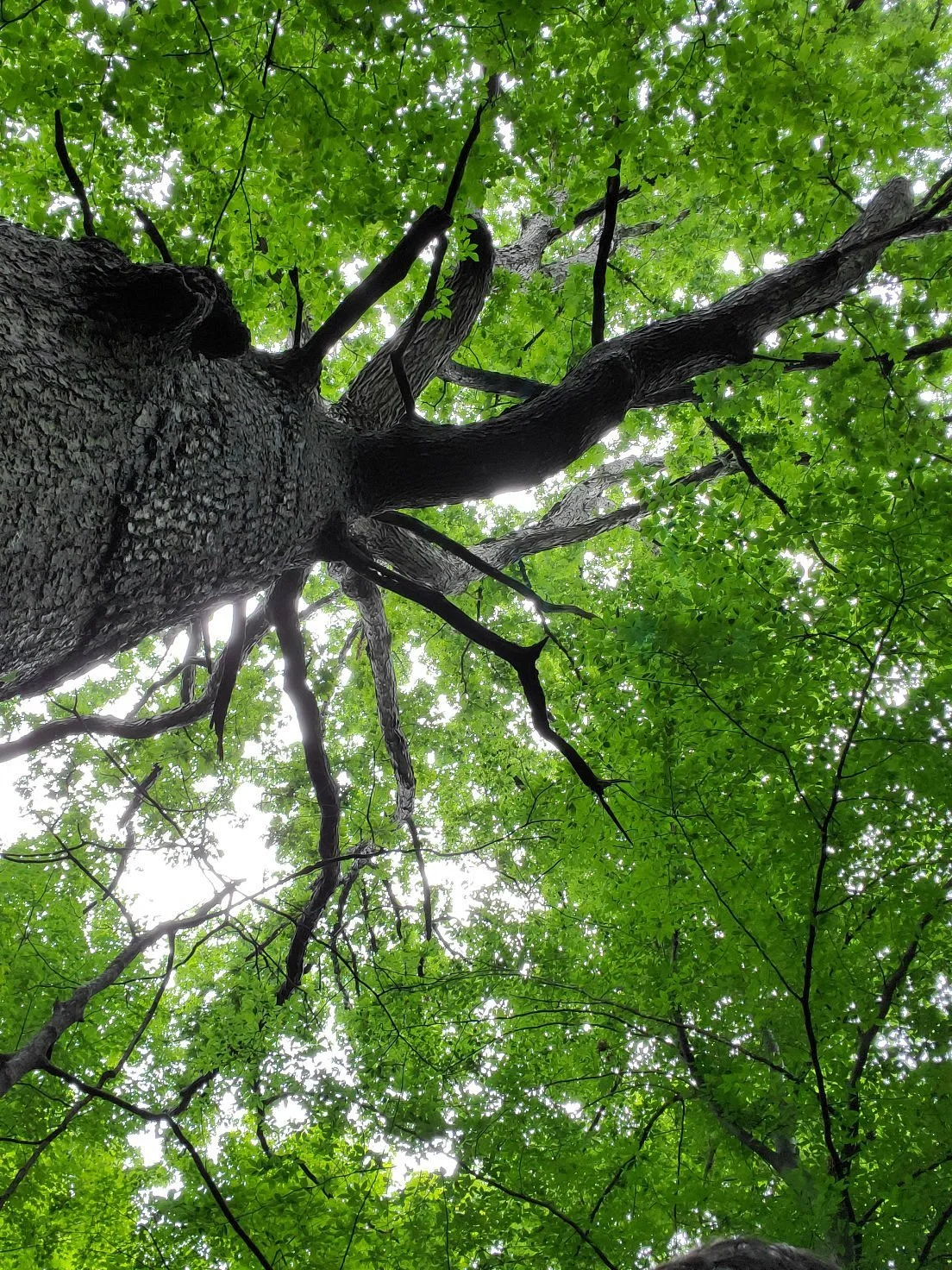 Deer Haven Preserve
