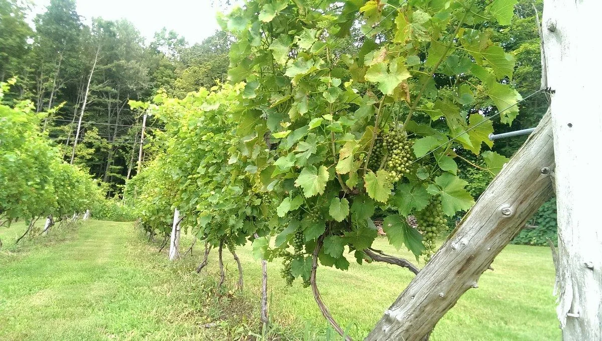 Walker Road Vineyards