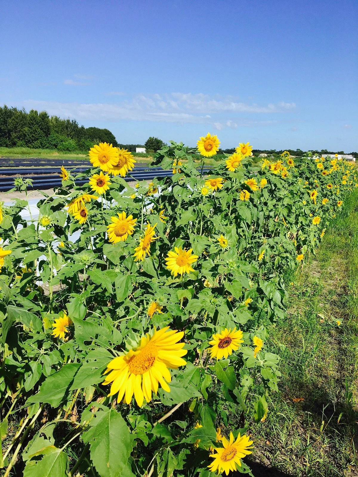 Hunsader Farms