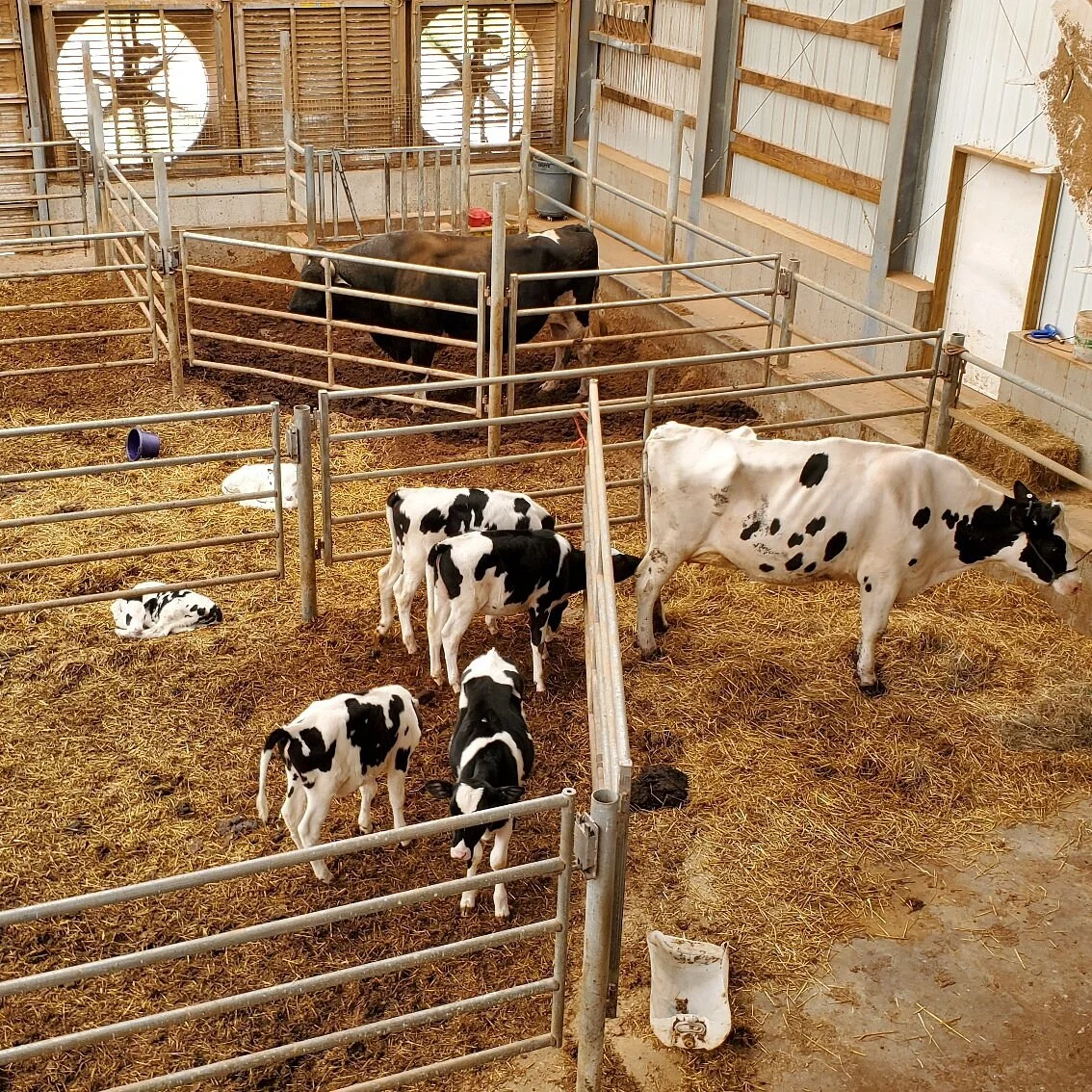 Shuler Dairy Farms