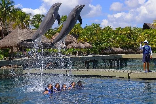 Delphinus Xcaret