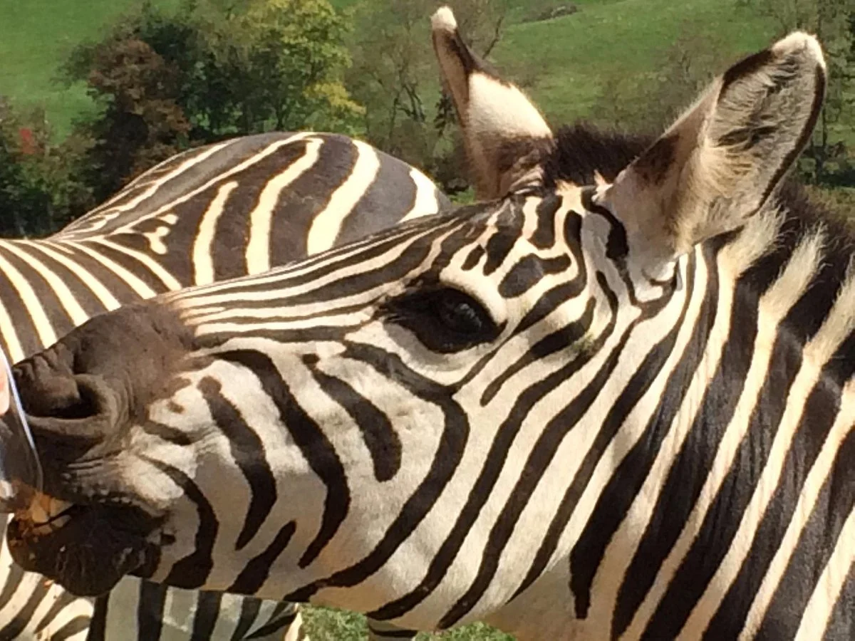 Fort Chiswell Animal Park