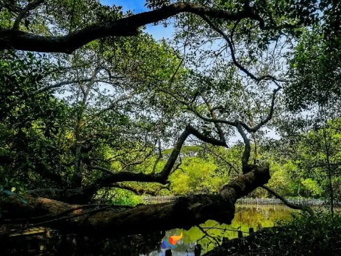 Mangalavanam Bird Sanctuary