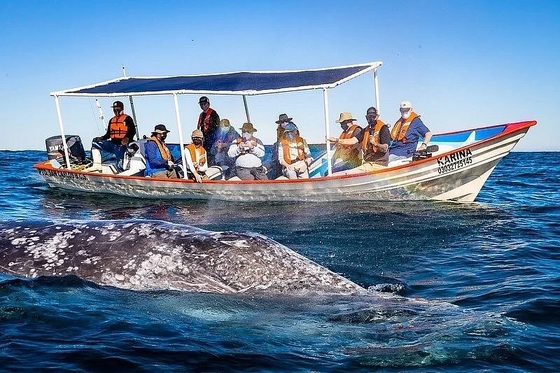 Magdalena Bay