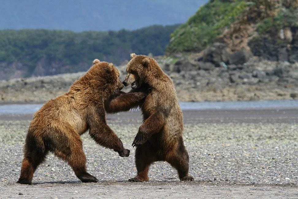 Hallo Bay Lodge Bear VIewing