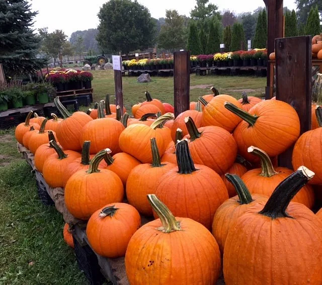 Ward's Berry Farm