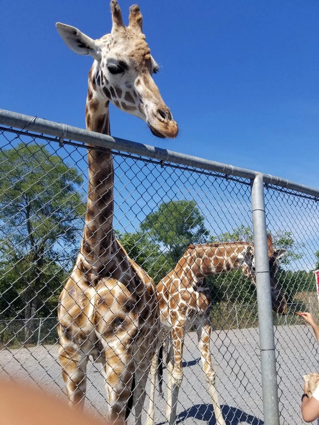 Natural Bridge Zoo