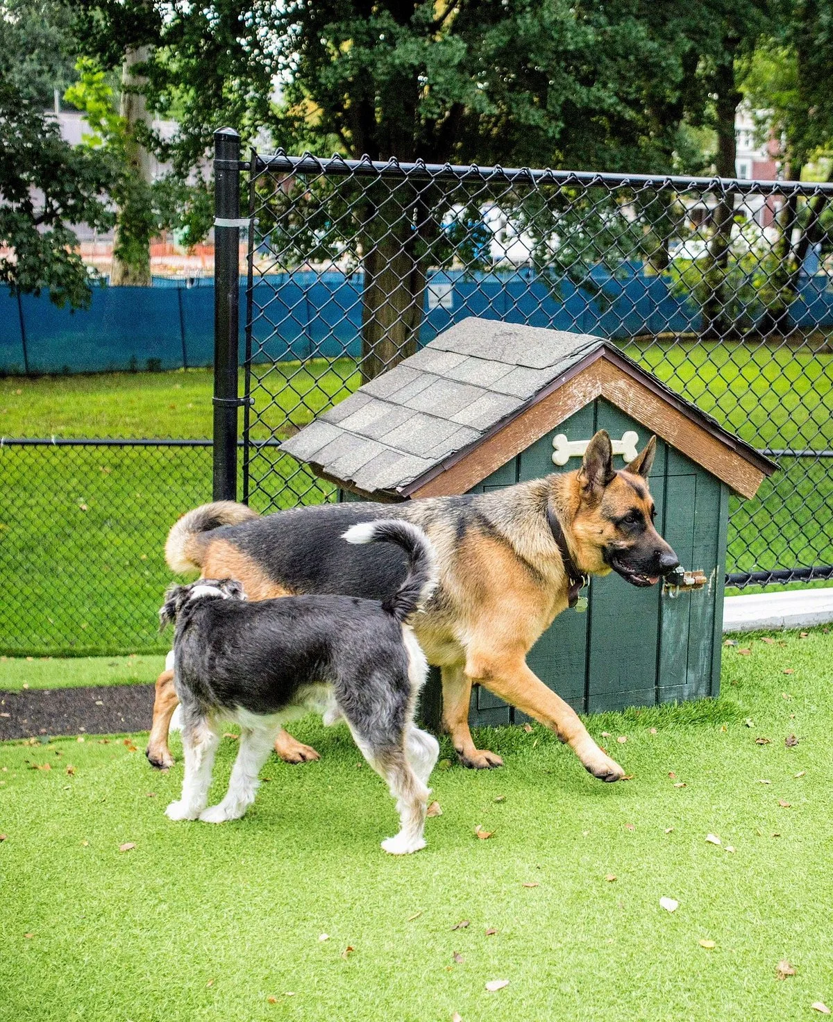 Beau's Dream Dog Park at Buchanan Park