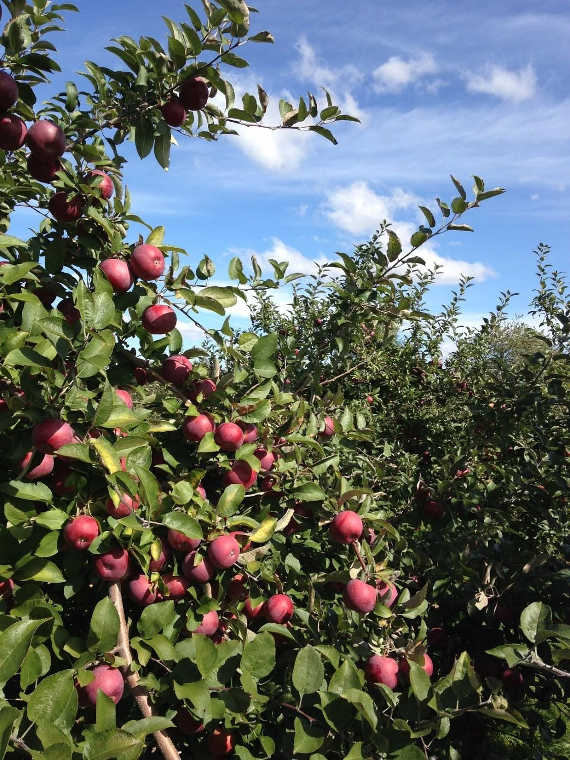 Mountain Orchards