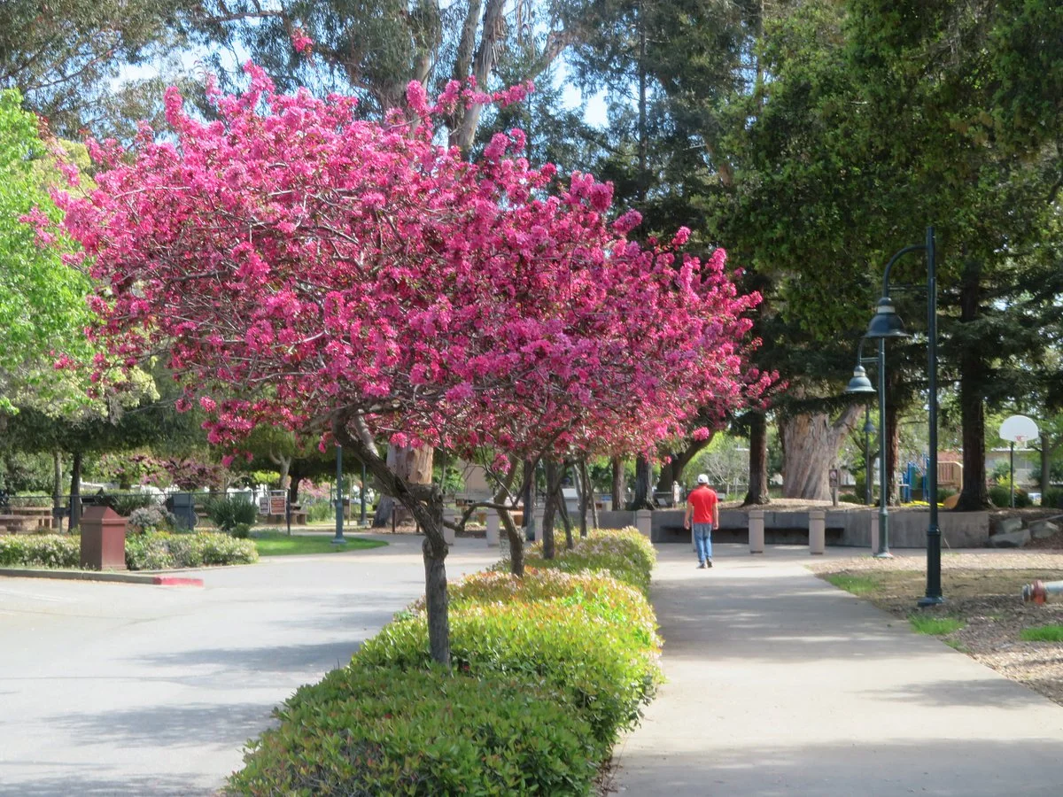 Rengstorff Park & Pool