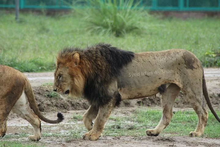 Lahore Zoo Safari