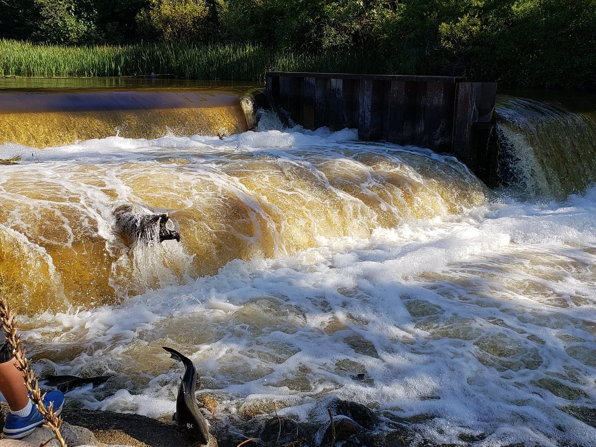 Homestead Dam